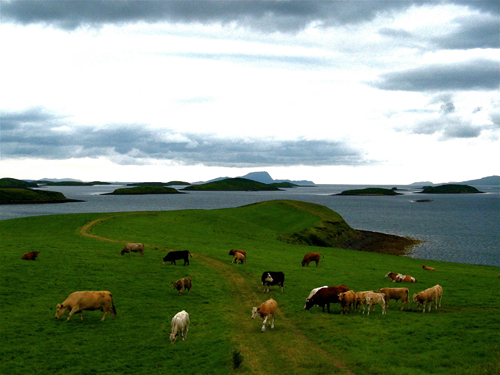 grazing cattle in ireland