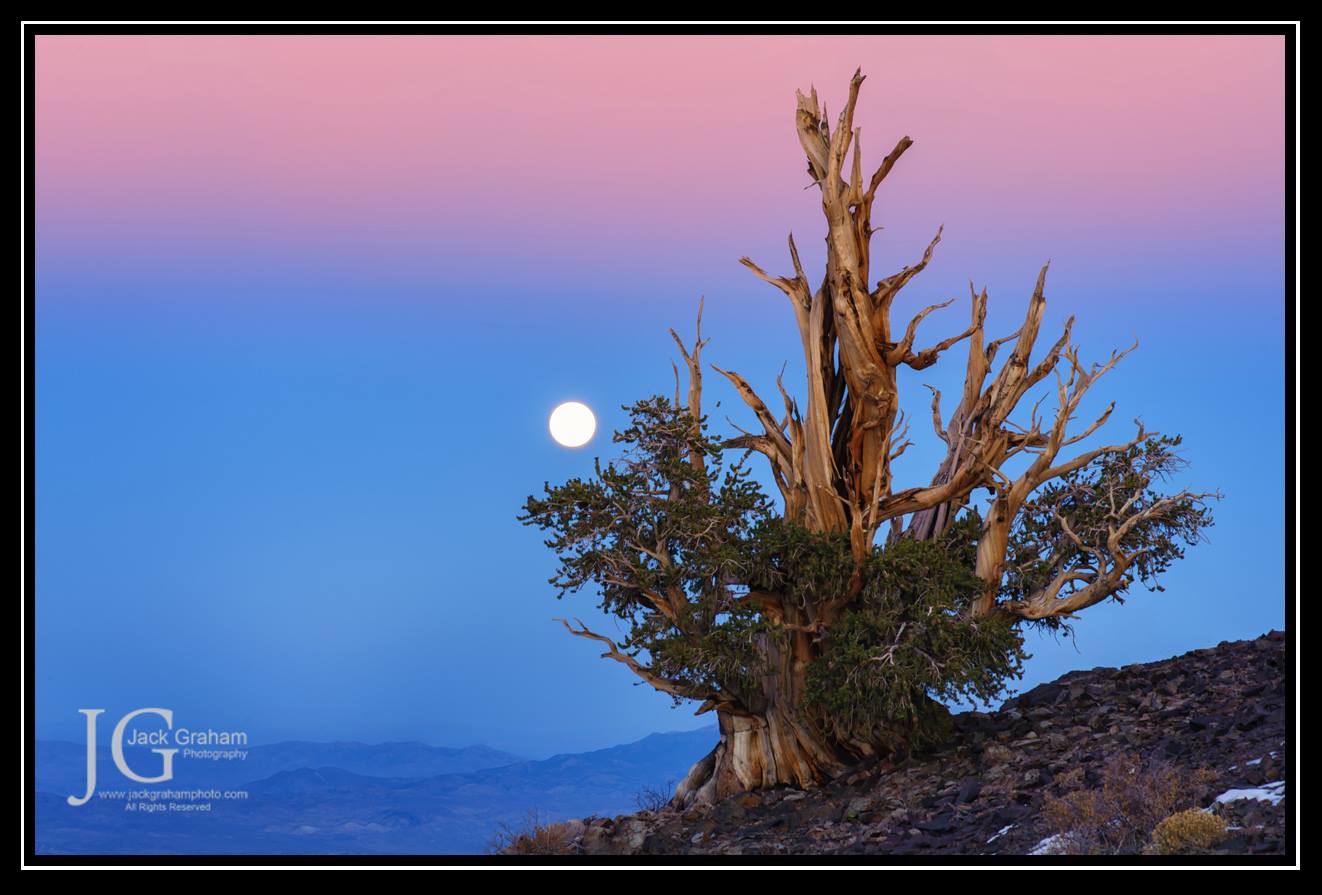 Full moon over Bristlecone Pine Forest