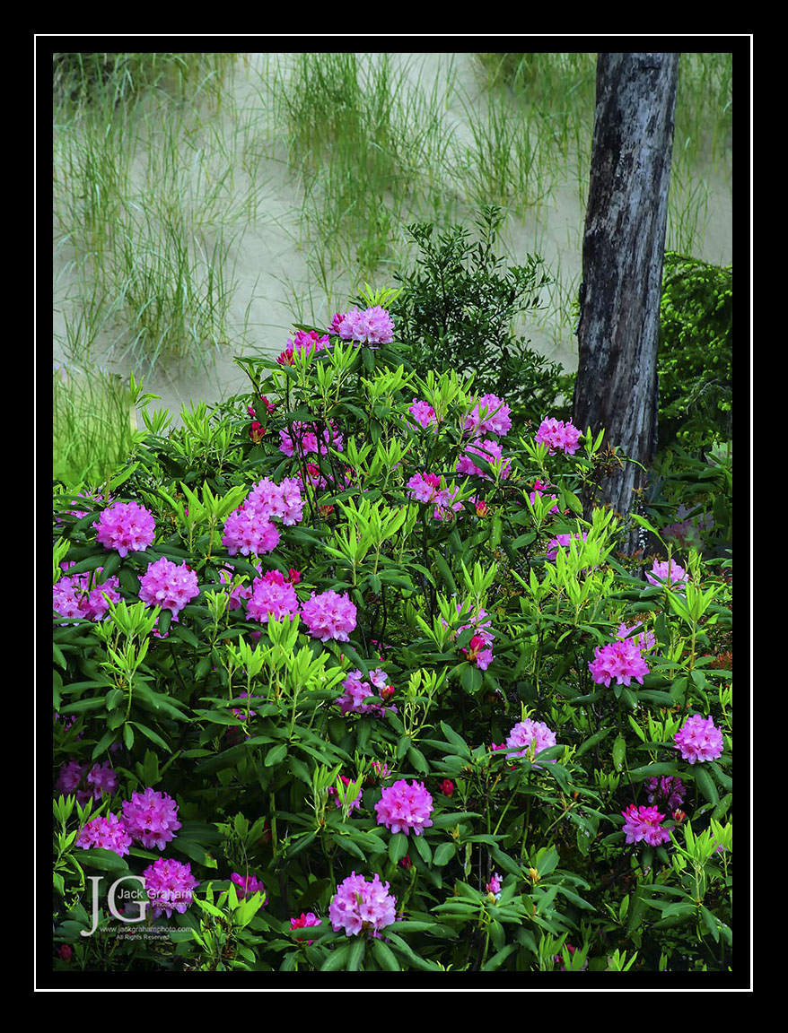 Rhody's on the Oregon Coast