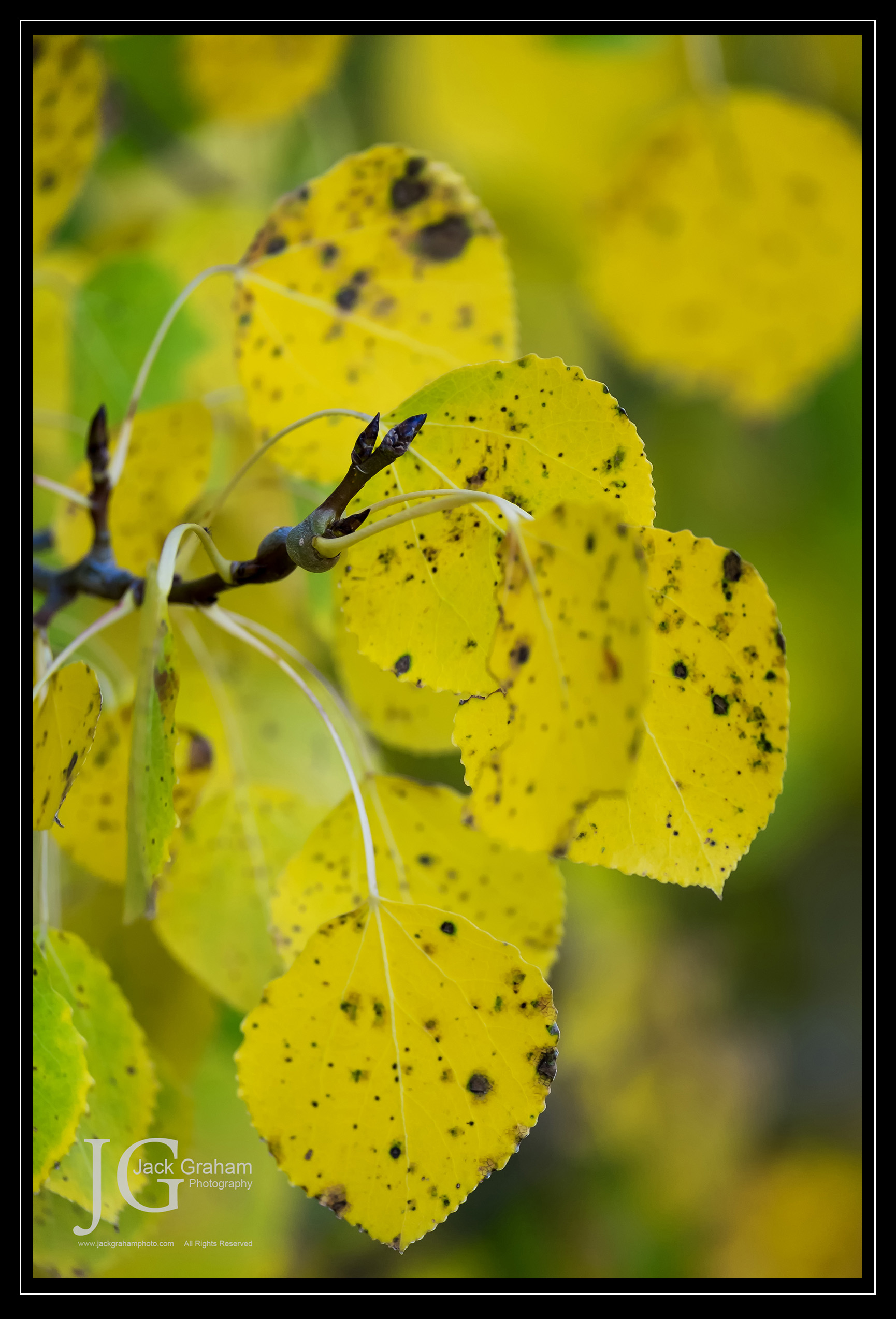 yellow aspen leaves