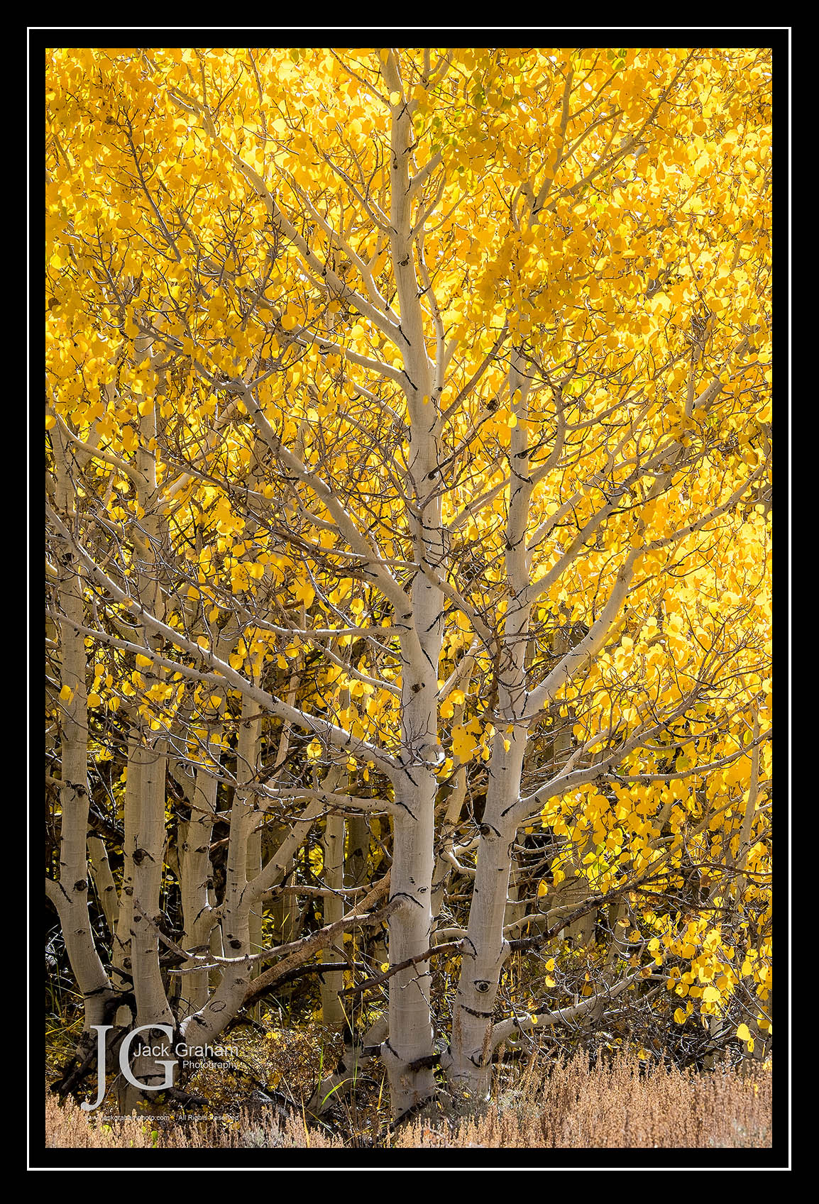 yellow aspens in Eastern Sierras
