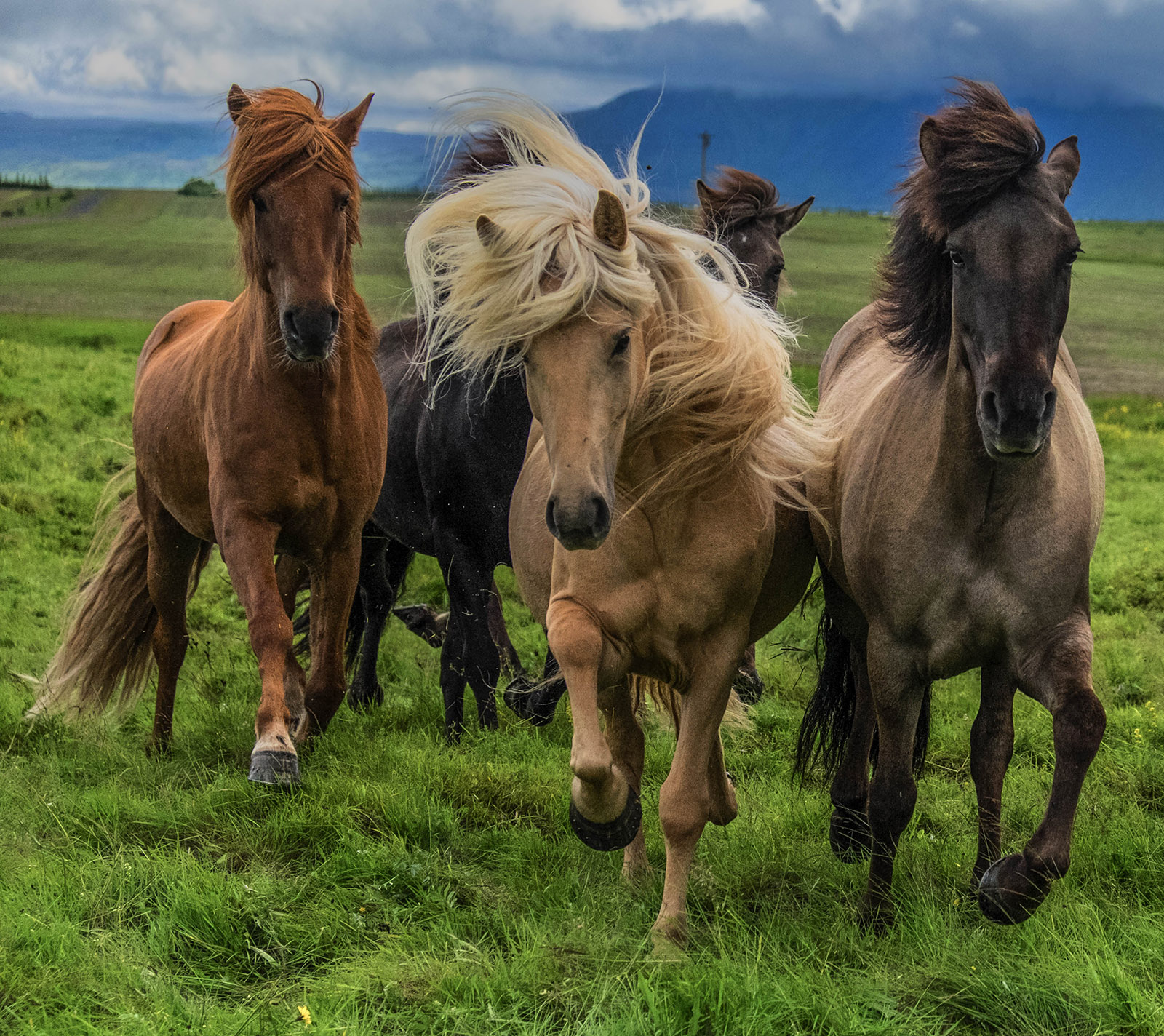 Icelandic Horses FUJI XT-1 , FUJI 18-55mm 2.8