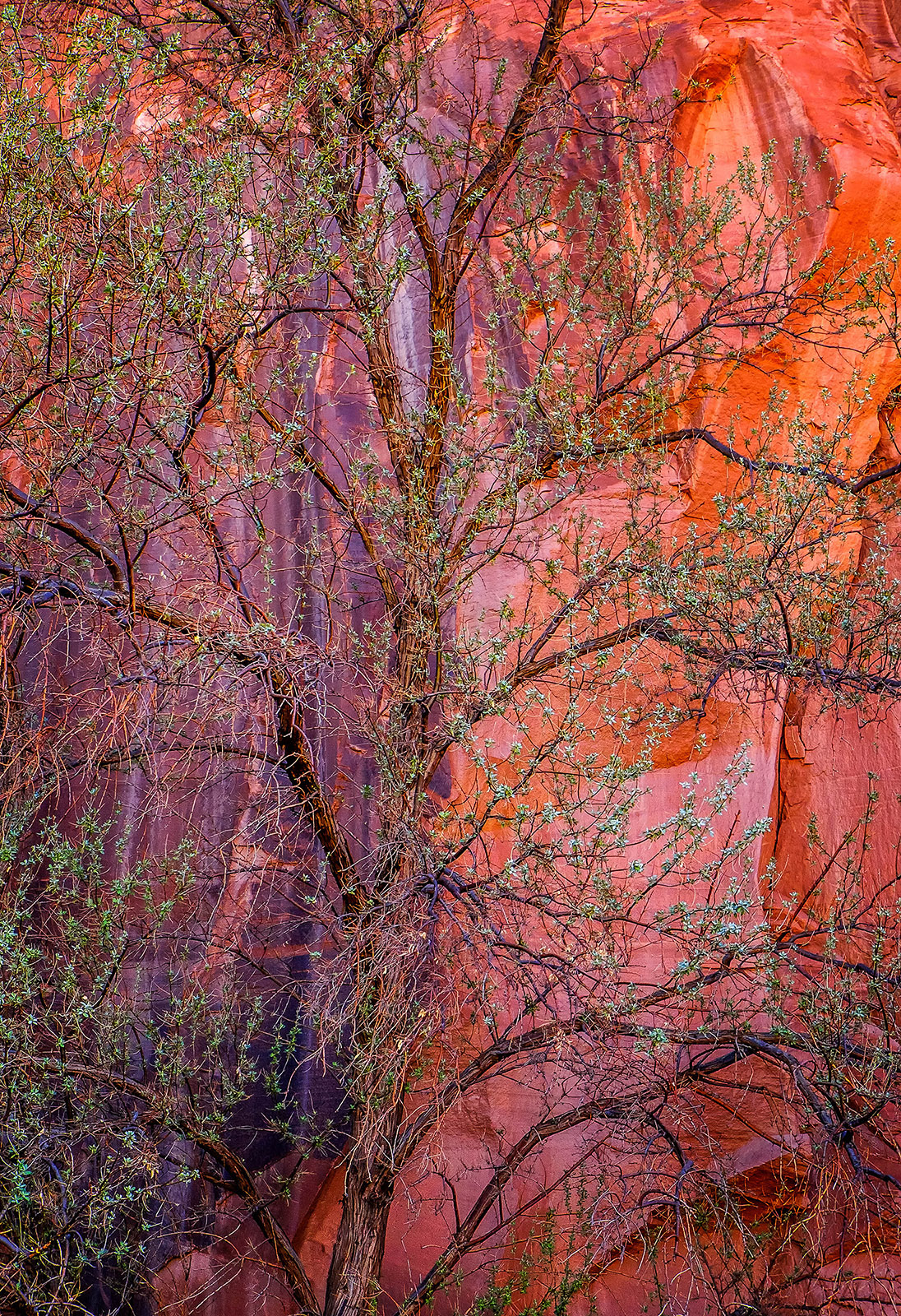 Fuji XT-1, Fuji 18-55mm 