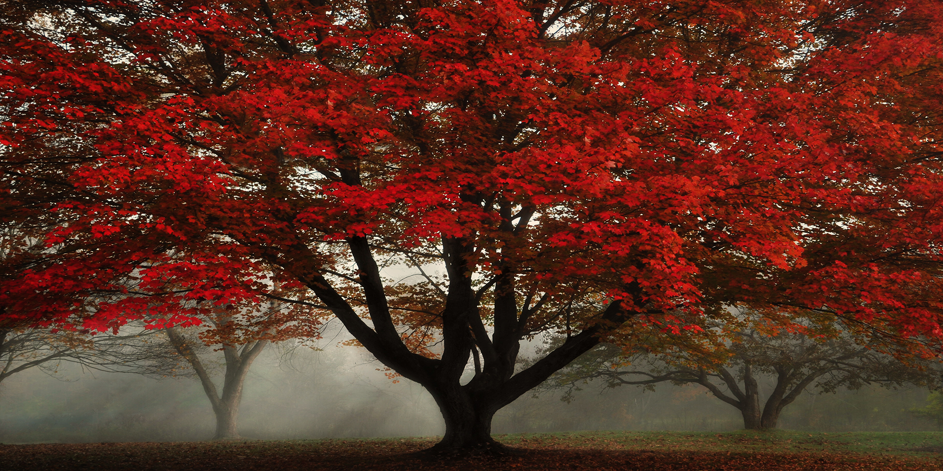 dsl_4489ab-l-pan-zapp